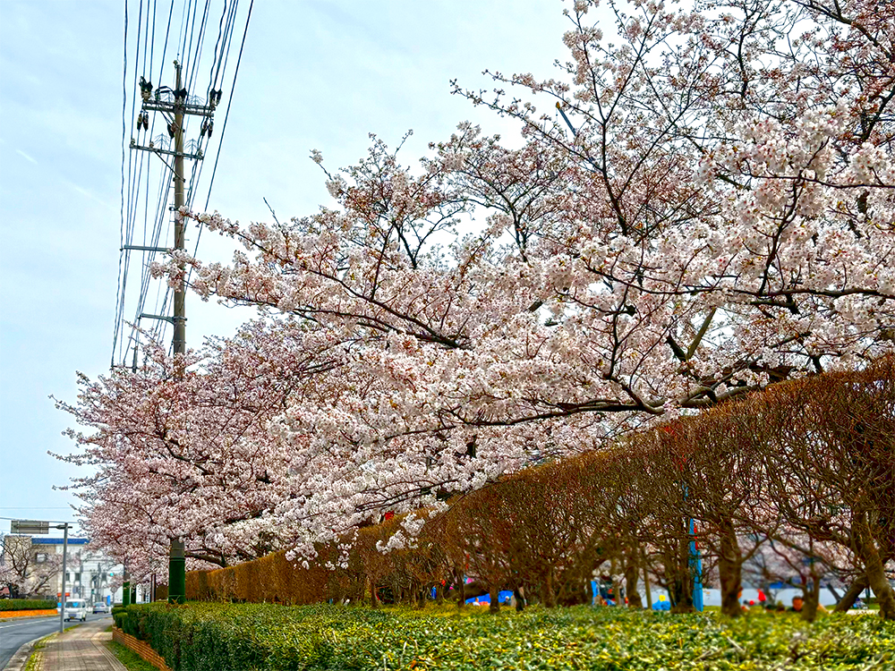 有原中央公園